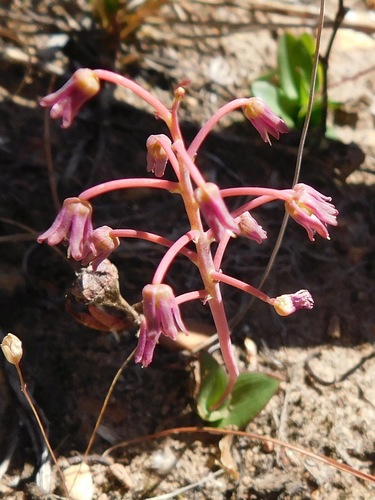 Ledebouria ovalifolia