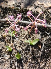 Ledebouria ovalifolia