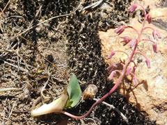 Ledebouria ovalifolia