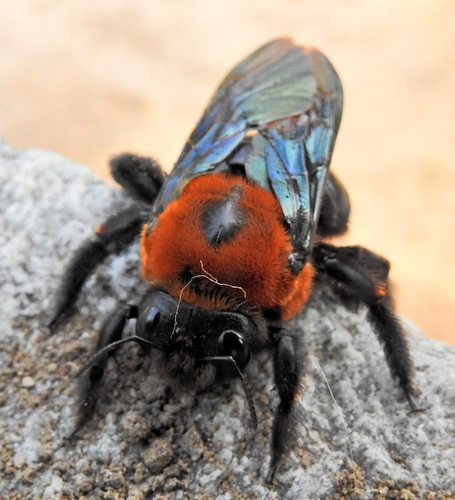 Big Red Large Carpenter Bee