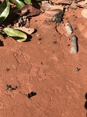 Parcella amarynthina