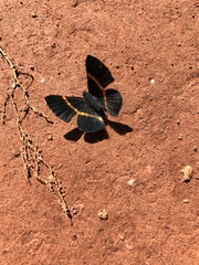 Parcella amarynthina