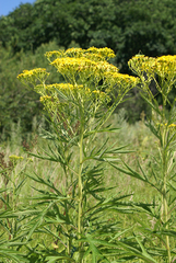 Jacobaea cannabifolia