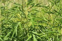 Jacobaea cannabifolia