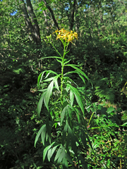 Jacobaea cannabifolia