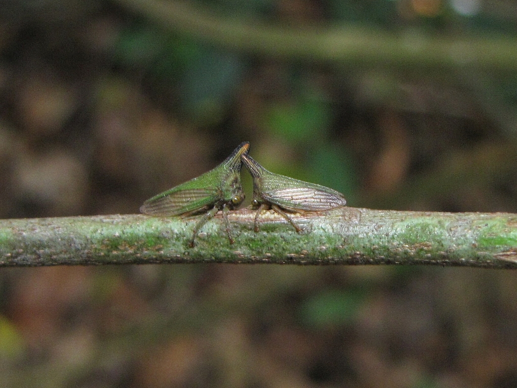 Potnia diringshofeni