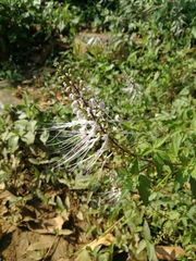 Orthosiphon aristatus
