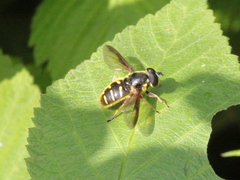 Sericomyia chrysotoxoides image