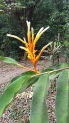 Heliconia longiflora
