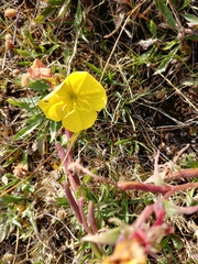 Oenothera magellanica