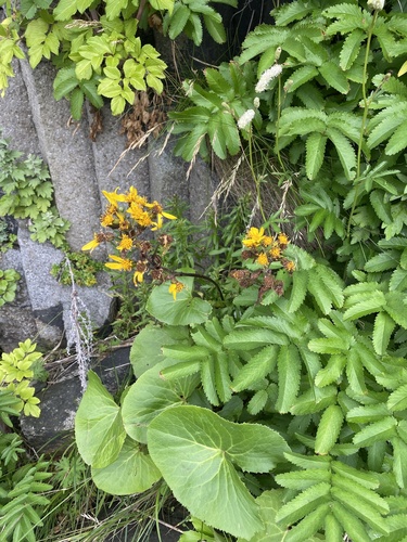 Ligularia hodgsonii, photograph 2