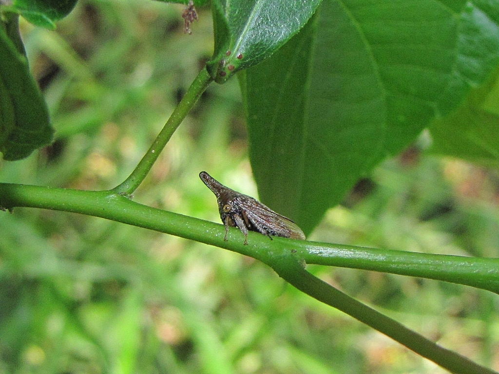 Calloconophora argentipennis