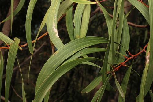 Image of Acacia leptocarpa by (c) Greg Tasney, some rights reserved (CC BY-SA)