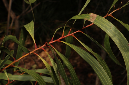 north coast wattle (Acacia leptocarpa)