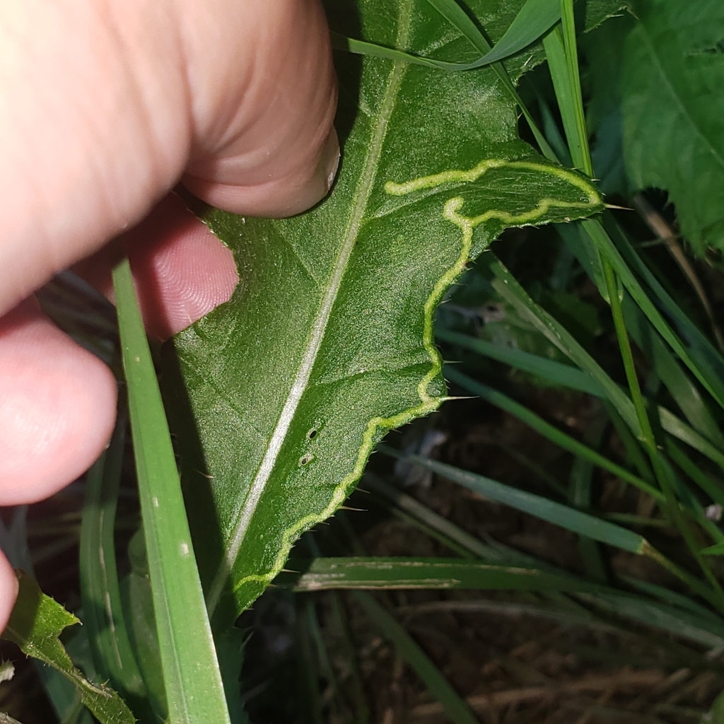 Phytomyza spinaciae from Social Security Administration, Fredericksburg