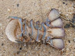Sagmariasus verreauxi