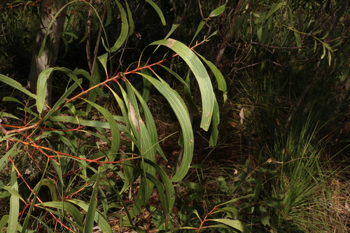 Image of Acacia leptocarpa by (c) Greg Tasney, some rights reserved (CC BY-SA)