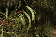 Acacia leptocarpa, photograph (c) Greg Tasney, some rights reserved (CC BY-SA)