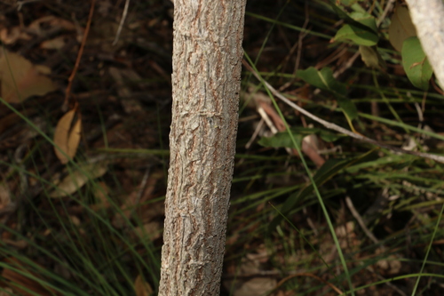 Image of Acacia leptocarpa by (c) Greg Tasney, some rights reserved (CC BY-SA)