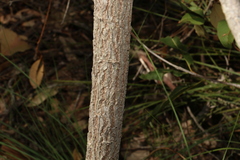 Acacia leptocarpa