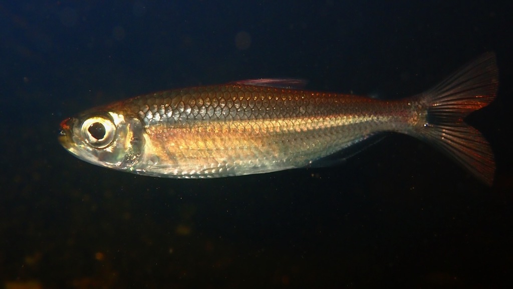 Bryconops