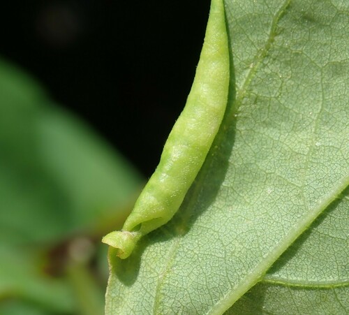 locust gall midge
