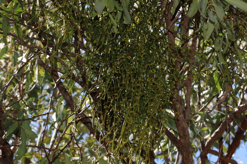 Image of Viscum articulatum by (c) Greg Tasney, some rights reserved (CC BY-SA)