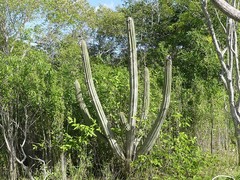 Pilosocereus