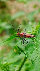 Cutocoris russatus