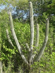 Pilosocereus