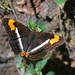 Mariposa Monjita de Bandas Delgadas Centroamericana - Photo (c) Josh Vandermeulen, algunos derechos reservados (CC BY-NC-ND), subido por Josh Vandermeulen