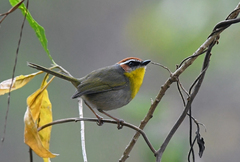 Basileuterus delattrii