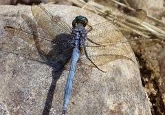 Orthetrum chrysostigma