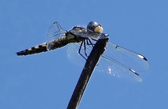 Palpopleura deceptor