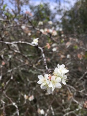 Prunus umbellata