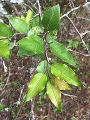 Prunus umbellata