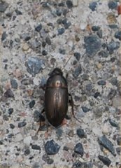Coleoptera
