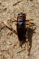 Brachytrupes