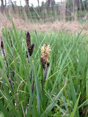 Carex riparia