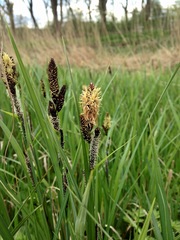 Carex riparia