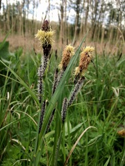 Carex riparia