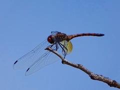 Trithemis werneri
