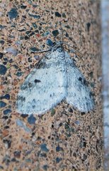 Lobophora nivigerata