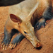 Aardvark - Photo (c) Heather Paul, some rights reserved (CC BY-ND)