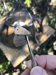 Yphthimoides patricia