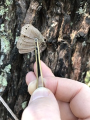 Yphthimoides patricia