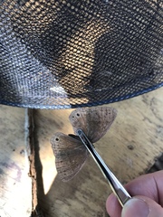 Yphthimoides patricia