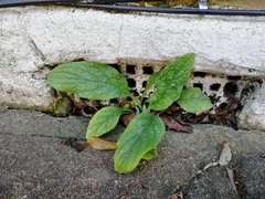 Pentaglottis sempervirens