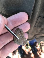 Yphthimoides patricia