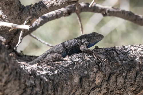 iNaturalist observation photo of Western Fence Lizard